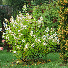 Гортензия метельчатая 'Тардива'