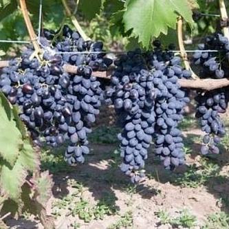 Надежда Азос Виноград Описание И Фото