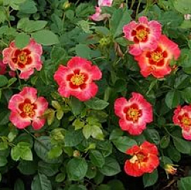 Роза 'Бабилон Корал Айз' (миниатюрная) (розовая с оранжевым)