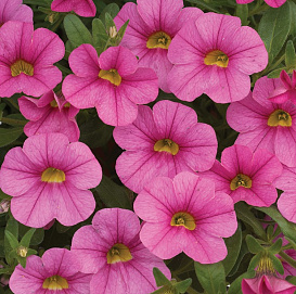 Калибрахоа 'Каблум Дип Пинк' (темно-розовая)