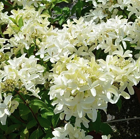 Гортензия метельчатая 'Стар Роуз'