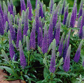 Вероника колосковая 'Блю Букет' (сине - фиолетовая)