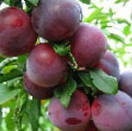 Алыча 'Найдена'