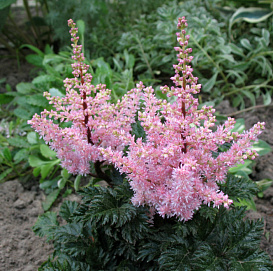 Астильба японская 'Мулин Руж' (розовая)