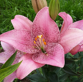 Лилия гибрид 'Свит Шуга'