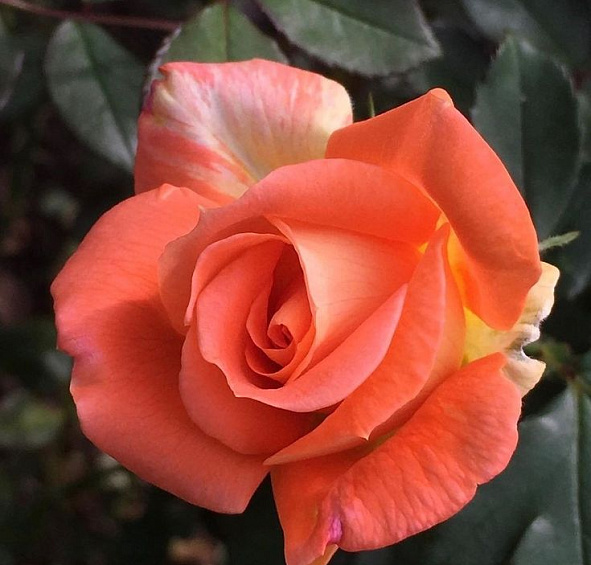 Роза 'Луи дэ Фюнес' (чайно-гибридная) (оранжевая)