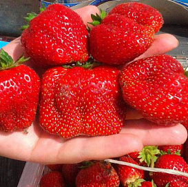 Земляника (клубника) 'Вима Ксима'