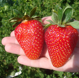 Земляника (клубника) 'Флавия'