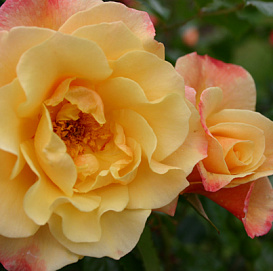 Роза 'Мунлайт' (плетистая) (желто - розовая)