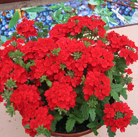 Вербена гибридная