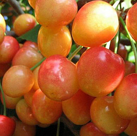 Черешня 'Заря Жукова'