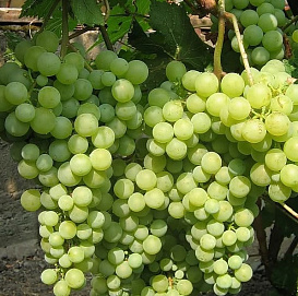 Виноград 'Жемчуг Сабо'