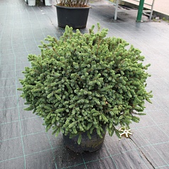 Ель сизая (канадская, белая) 'Эхиниформис'