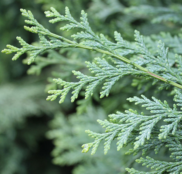 Кипарисовик Лавсона 'Уайт Спот'