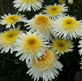 Нивяник 'Риал Глори'