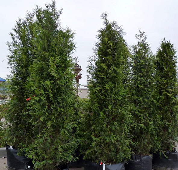 Туя западная 'Брабант'