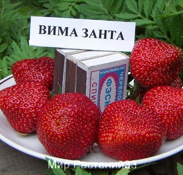 Земляника (клубника) 'Вима Занта'