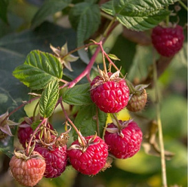 Малина 'Зоренька Алтая'