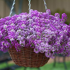 Алиссум морской (Лобулярия) 'Клие Кристалс Лавандер Шаде' 