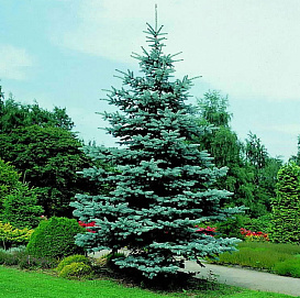 Ель колючая 'Хупси'