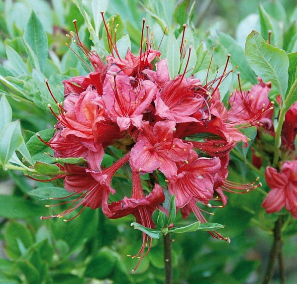 Рододендрон желтый (азалия) 'Миллениум' (красно-малиновый)