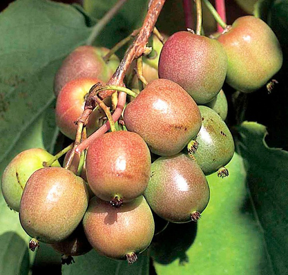 Актинидия Аргута 'Женева'