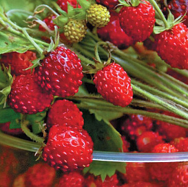 Земляника (лесная) 'Регина' (ремонтантный)