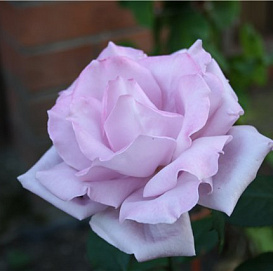 Роза 'Шокинг Блю' (флорибунда) (лилово - голубой)