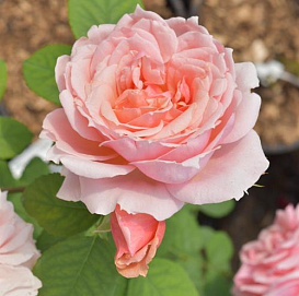 Роза 'Поль Бокюз' (шраб) (розовая)