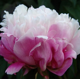 Пион молочноцветковый 'Пичез энд Крим' (розовый с белым)