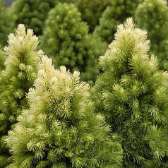 Ель сизая (канадская, белая) 'Дейзи Уайт'
