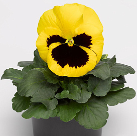 Виола Виттрока 'Дельта Елоу виз Блотч'