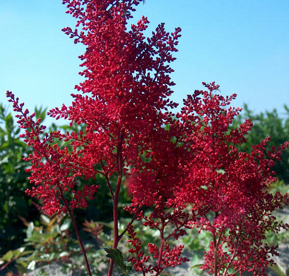 Астильба японская 'Ред Сентинел' (красная)