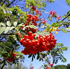 Рябина обыкновенная 'Россика Майор'