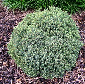 Ель сизая (канадская, белая) 'Блу Планет'