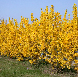 Форзиция промежуточная (средняя) 'Линвуд'