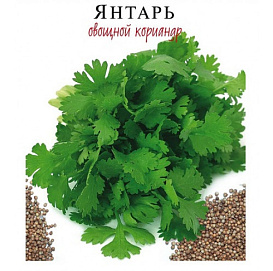 Кориандр овощной 'Янтарь'