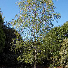 Береза повислая 'Тристис'