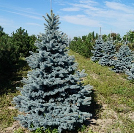 Ель колючая 'Хото'