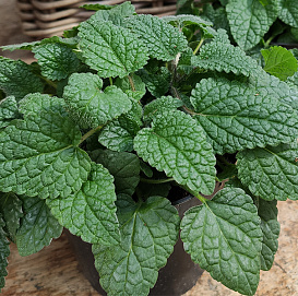Мелисса лекарственная 'Мандарина'