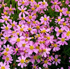 Кореопсис мутовчатый 'Американ Дрим'