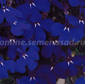 Лобелия компактная 'Ривьера Миднайт Блю'
