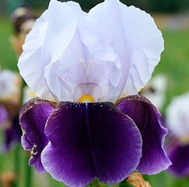 Ирис германский (бородатый) 'Брейнвейт'
