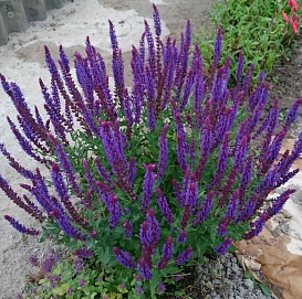 Сальвия дубравная (Шалфей) 'Виолет Конигин'