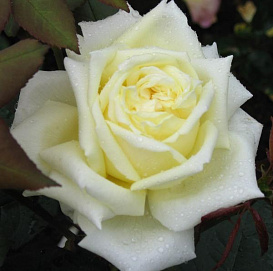 Роза 'Жанна Море' (чайно-гибридная) (белая)