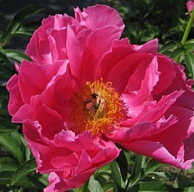 Пион молочноцветковый 'Эвентайд' (розово - кораловый анемоцветный)