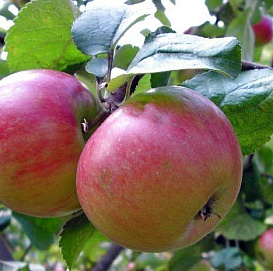 Яблоня карликовая 'Приземленная'