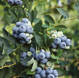 Голубика высокорослая 'Денис Блю'