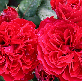 Роза 'Лук Гуд Фил Бэта' (флорибунда) (малиново - красная)