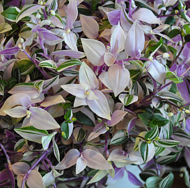 Традесканция 'Квадриколор'